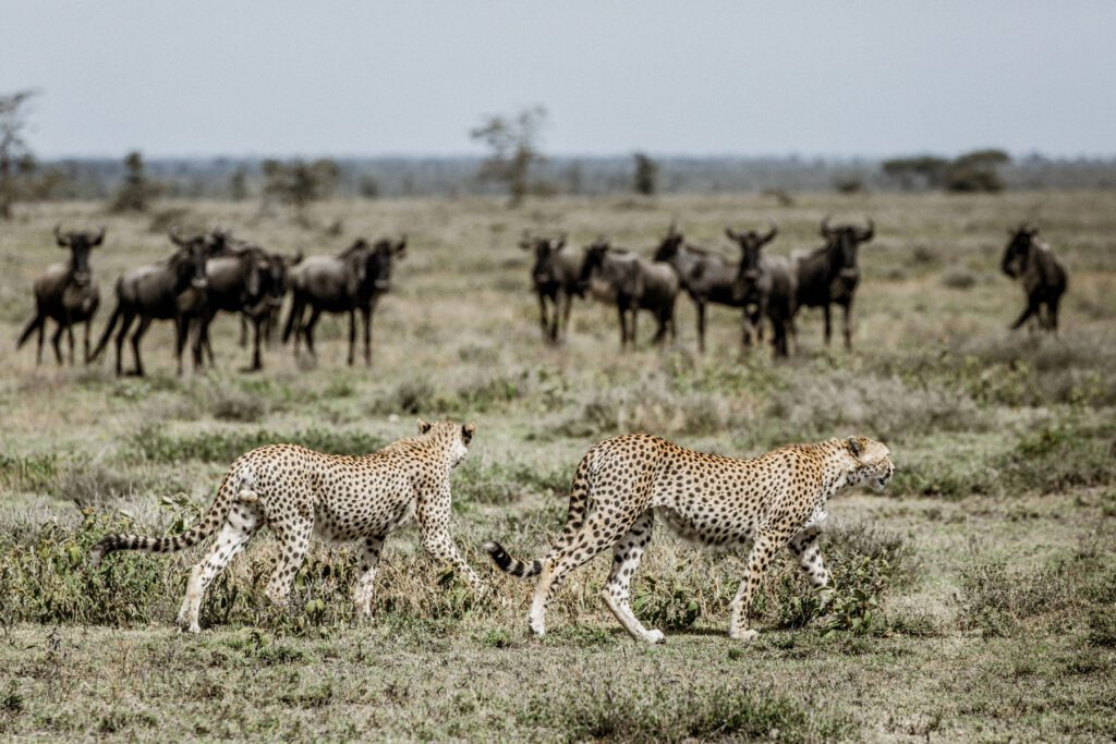 137035 Legendary Mila Tented Camp Activities Game Viewing Cheetah Hunting