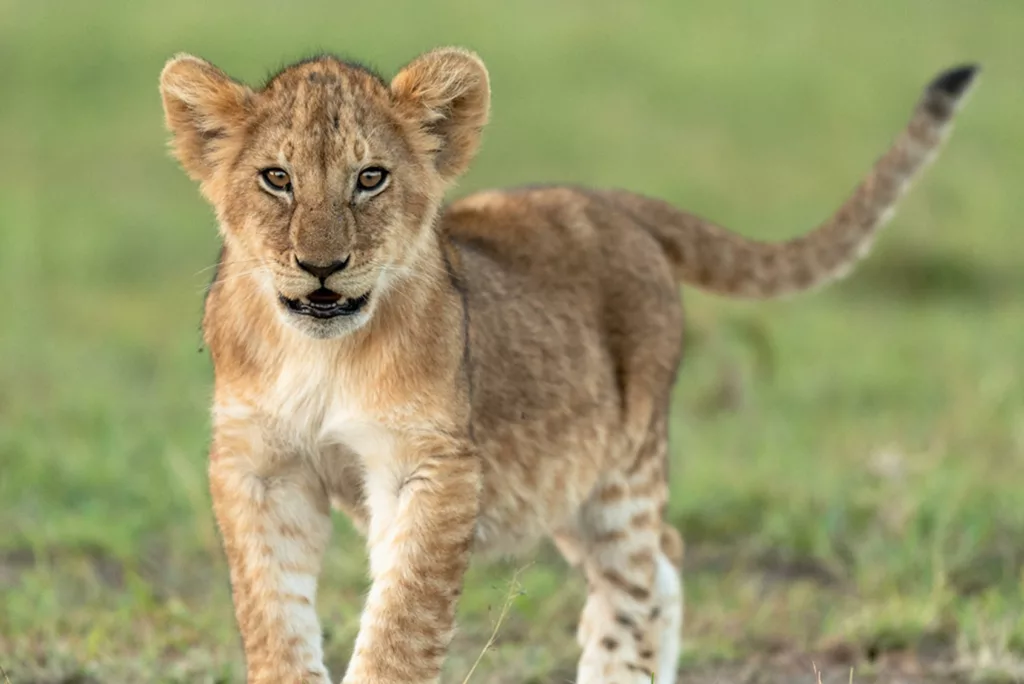 Rekero Camp Lion cub
